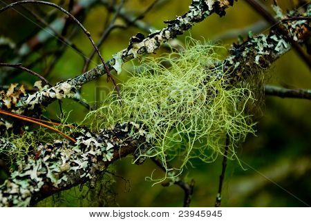 Lav (hypogymnia Physodes)