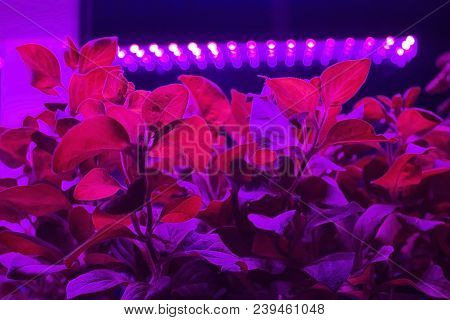 Seedlings Of Young Plants Illuminated By Led Phyto Light Lamp. Home Cultivation Saplings Under Artif