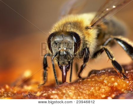 Abeja