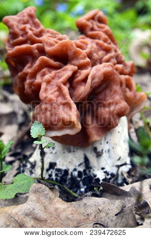 Gyromitra Esculenta (false Morel,calf Brain,bull Nose) Mushroom In The Forest.first Spring Mushrooms