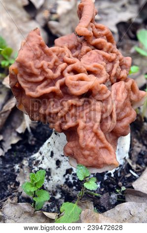 Gyromitra Esculenta (false Morel,calf Brain,bull Nose) Mushroom In The Forest.first Spring Mushrooms