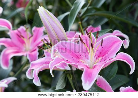 Pink Lily Flower Beautiful Lily Flower In Lily Flower Garden Lily Lilium Hybrids Flower Lily Flower Spring Flowers Of Lily Closeup Of Lily Spring Flowers Lily Flower For Design Poster Id 239475112