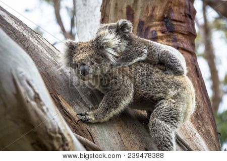 Wild Koala Seen Along The Way To Cape Otway Lightstation Melbourne Australia Great Ocean Road