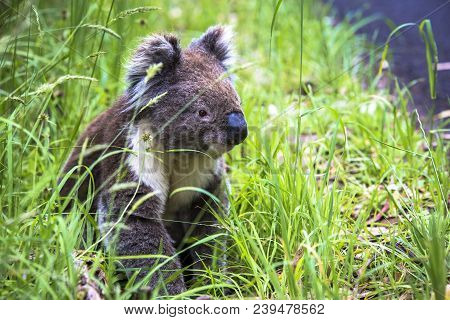Wild Koala Seen Along The Way To Cape Otway Lightstation Melbourne Australia Great Ocean Road