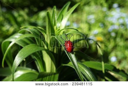 Reproduction Of Red Lily Beetle In Spring On A Lily Flower