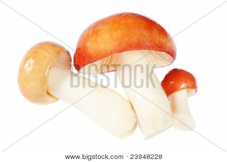 Tři houby. Holubinka