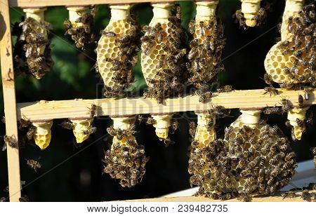Colorful And Crisp Image Of Rearing Frame With Queen Cells