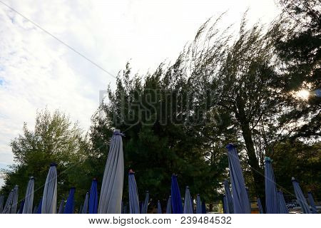Tree Silhouette On Blue Sky And Cloud Background. Beautiful Nature Blue Sky With Trees, Looking Up B