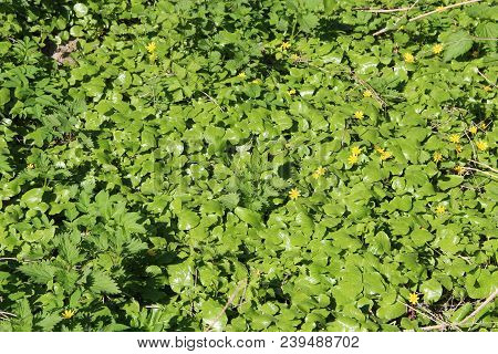 Lesser Celandine Growing In Forest. Brushwood Of Spring Flowers. Yellow Flowers Of Lesser Celandine