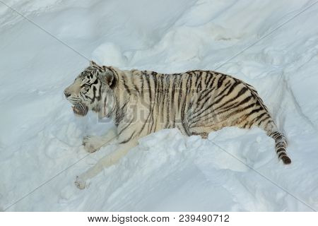 Wild white bengal tiger is playing on white snow. Animals in wildlife.