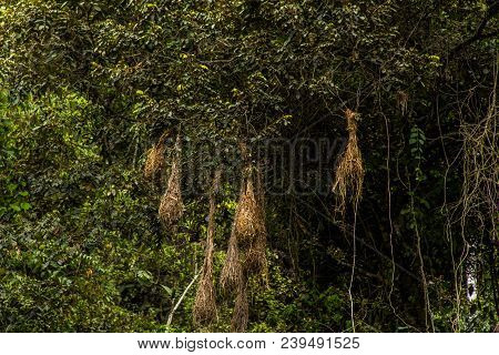 Nest Birds In The Bolivian Jungle