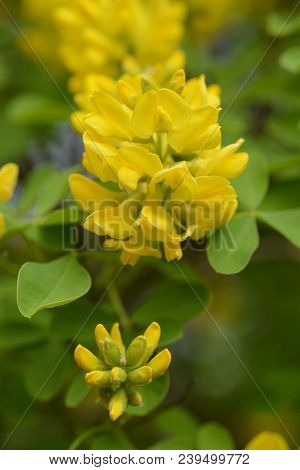 Close Up Of Dalmatian Laburnum Yellow Flowers And Buds - Latin Name - Petteria Ramentacea