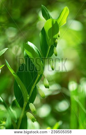 Polygonatum Also Known As King Solomon's-seal Or Solomon's Seal.