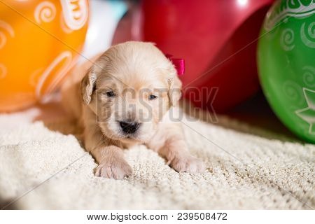Close Up Portrait Of Three Weeks Old Golden Retriever Puppy With Red Ribbon Lying On The Blanket On 