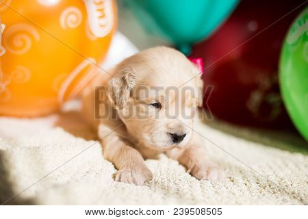 Close Up Portrait Of Cute Golden Retriever Puppy With Red Ribbon Lying On The Blanket On Baloons Bac