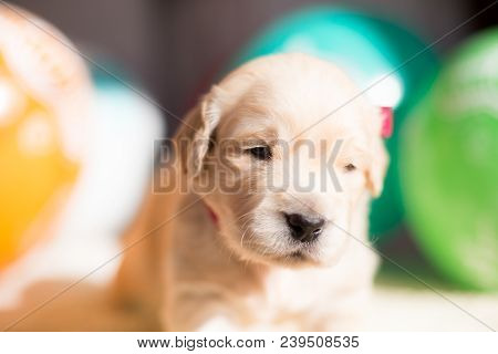 Profile Portrait Of Cute Golden Retriever Puppy With Red Ribbon Lying On The Blanket On Baloons Back