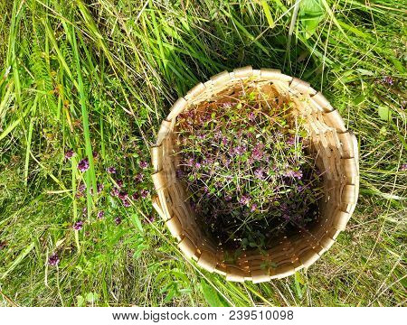 Blossoming Thyme In A Basket On Meadow In The Sunny Day. Thymus Serpyllum Plants For Herbal Tea.