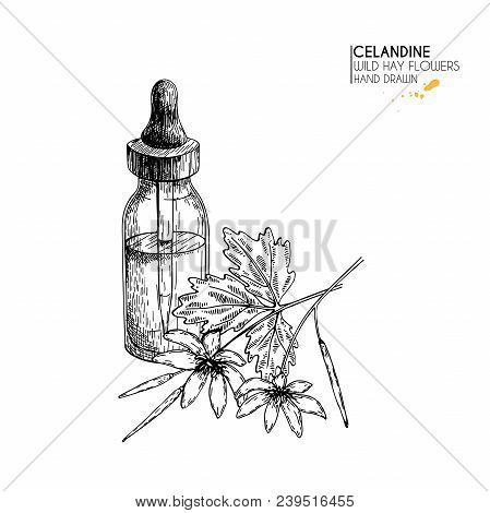 Hand Drawn Set Of Essential Oils. Vector Celandine Flower. Medicinal Herb With Glass Dropper Bottle.