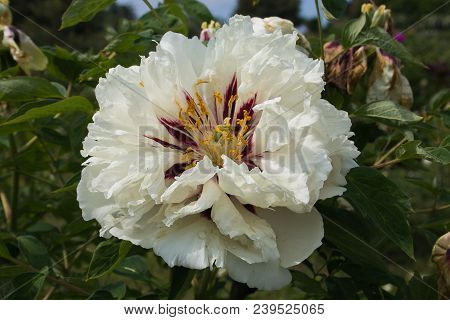 Big Flower Of Paeonia Rockii White With Red Shades In The Garden