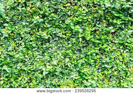 Coatbuttons Plant Or Mexican Daisy Plant Texture Pattern Background For Green Nature Wallpaper Backg