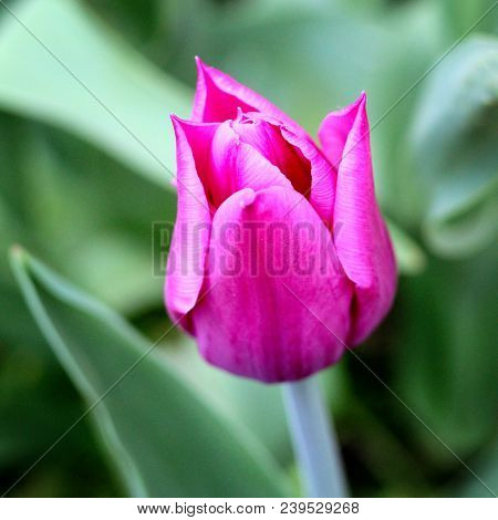 Biautiful Big Pink Lilac . Photo. Flowers Spring
