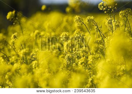 Blooming Colza Flowers In A Colza Field In Poland. Yellow Colza Flower. Rape Flower On Rapeseed.