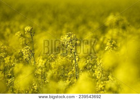 Blooming Colza Flowers In A Colza Field In Poland. Yellow Colza Flower. Rape Flower On Rapeseed.