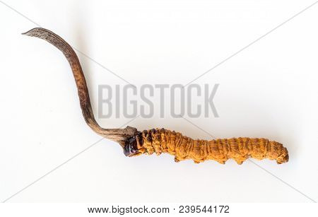 Ophiocordyceps Sinensis (chong Cao, Dong Chong Xia Cao) Or Mushroom Cordyceps This Is A Herbs On Iso
