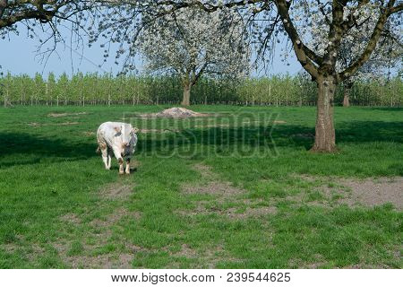 Belgian Blue Cow, Very Big Special Beef Cattle With Double-muscling Lean On Farm In Springtime
