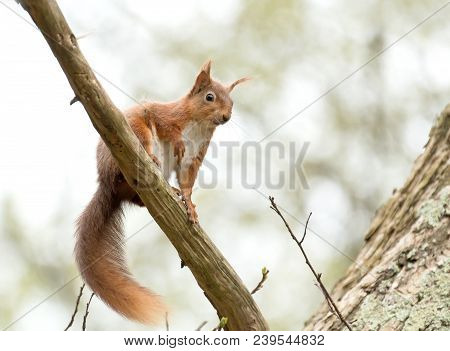 Red Squirrel Looking Down From Tree Branch On Brownsea Island.
