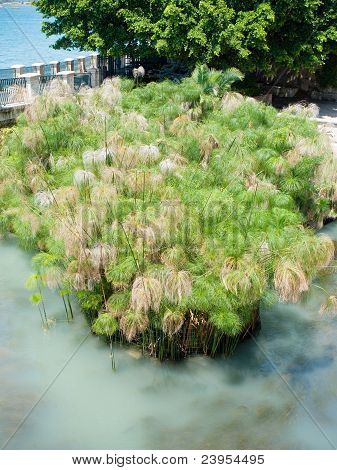 Papyrus Bush In Brunnen der Arethusa, Syrakus, Italien
