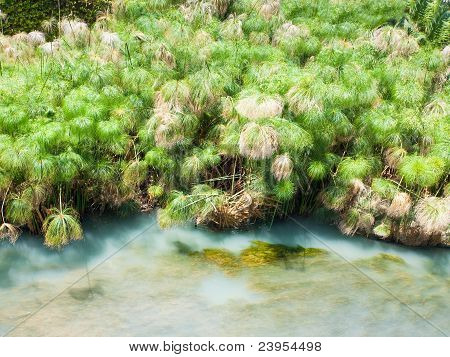 Papyrus Bush