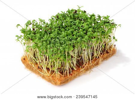 Fresh Garden Cress Isolated Over White Background