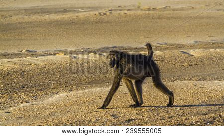 Chacma Baboon In Kruger National Park, South Africa ; Specie Papio Ursinus Family Of Cercopithecidae