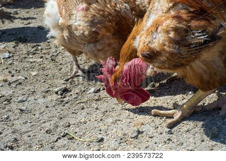 Cock Of Egg-bearing Breed With A Red Comb Looking For Small Grains