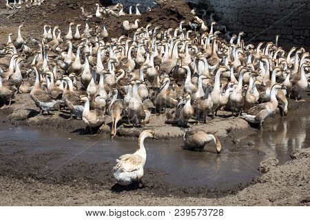 A Herd Of Gray Geese Came To The Watering Place On The Background Of A Stone Wall