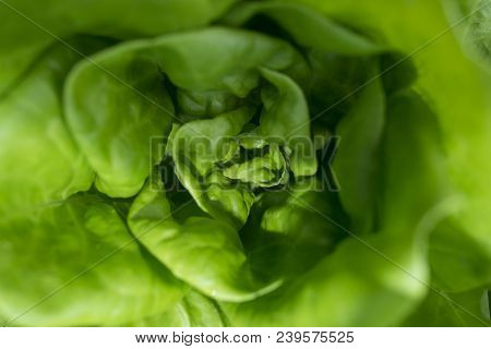 a green lettuce close up in the detail