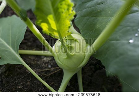 a green lettuce close up in the detail
