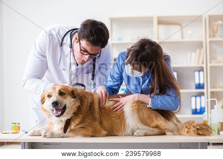 Doctor and assistant checking up golden retriever dog in vet cli