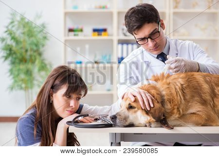 Doctor and assistant checking up golden retriever dog in vet cli