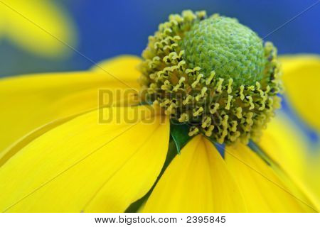 Sole d'autunno Coneflower