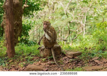 A Cute Monkey Lives In A Natural Forest Of Thailand. Wild Animals