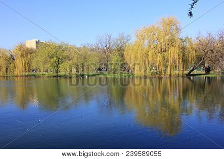 Trees Reflect On The Lake Waters  - Spring Time