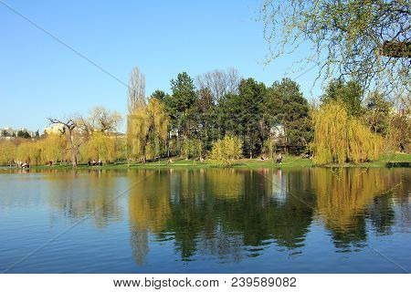 Trees Reflect On The Lake Waters  - Spring Time