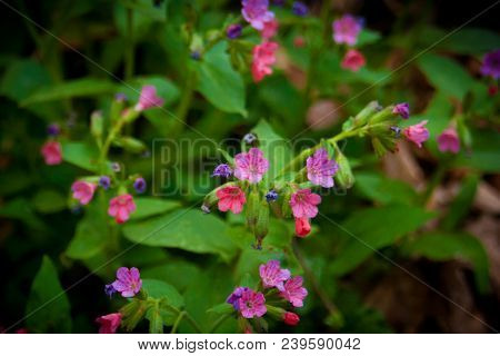 Small Purple Flower Blossom. Pattern Flowers. Colorful