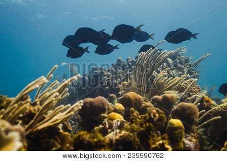 Small School Of Acanthurus Coeruleus Swimming Over A Reef