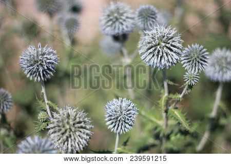 Thistly Echinops Plant In Summer In Russia