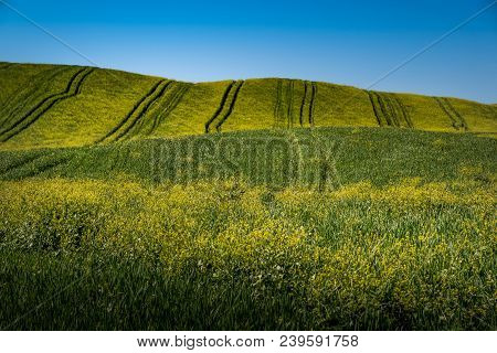 Asciano, Tuscany, Italy - Landscape With Yellow Flowers In The Crete Senesi