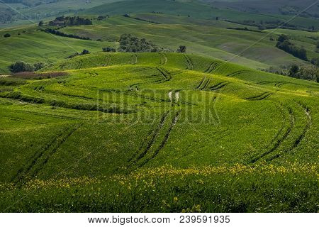 Asciano, Tuscany, Italy - Landscape With Yellow Flowers In The Crete Senesi