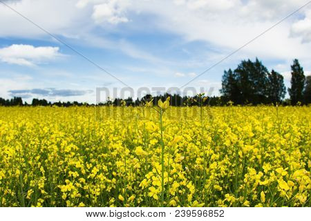 Golden Field Of Flowering Rapeseed Close Up With Beautiful Clouds On Sky And On Forest Background